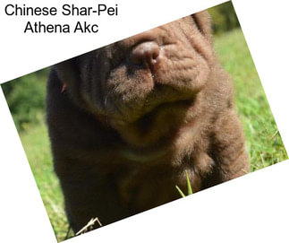 Chinese Shar-Pei Athena Akc