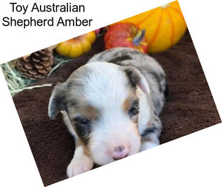 Toy Australian Shepherd Amber