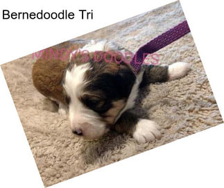 Bernedoodle Tri