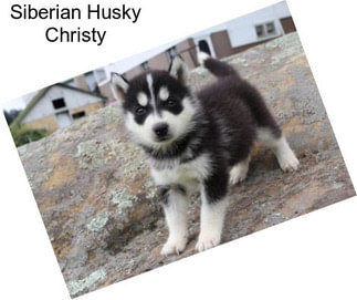 Siberian Husky Christy
