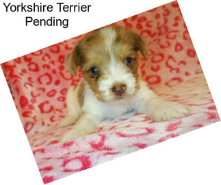 Yorkshire Terrier Pending