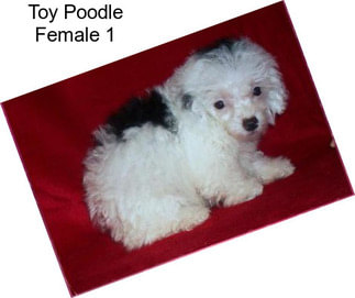 Toy Poodle Female 1