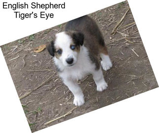 English Shepherd Tiger\'s Eye