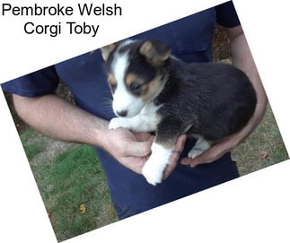 Pembroke Welsh Corgi Toby