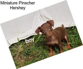 Miniature Pinscher Hershey