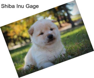 Shiba Inu Gage