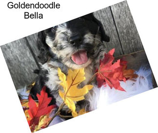 Goldendoodle Bella