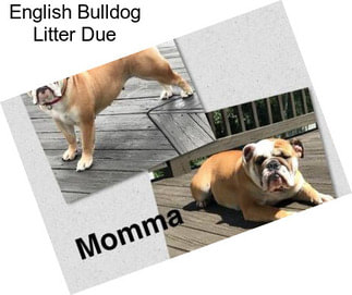 English Bulldog Litter Due