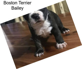 Boston Terrier Bailey