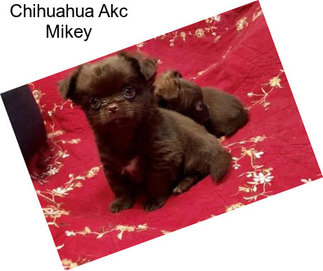 Chihuahua Akc Mikey