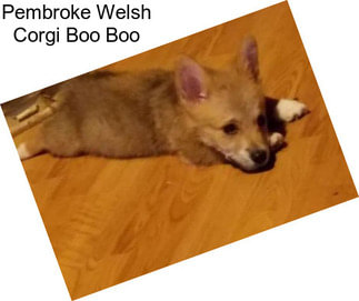 Pembroke Welsh Corgi Boo Boo