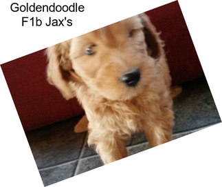 Goldendoodle F1b Jax\'s