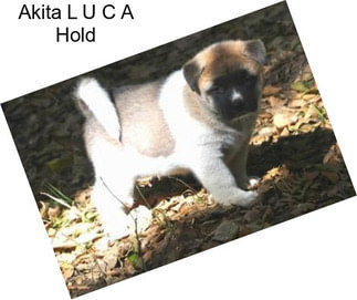 Akita L U C A Hold