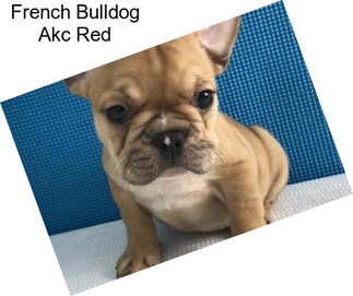 French Bulldog Akc Red