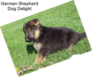 German Shepherd Dog Delight