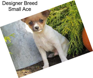 Designer Breed Small Ace
