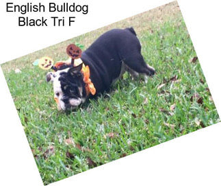 English Bulldog Black Tri F