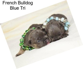 French Bulldog Blue Tri