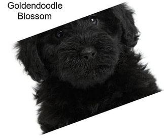 Goldendoodle Blossom