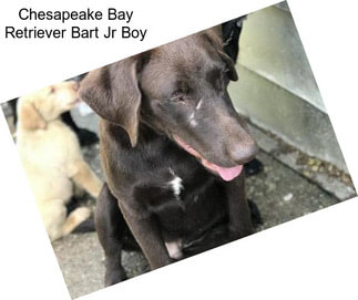 Chesapeake Bay Retriever Bart Jr Boy