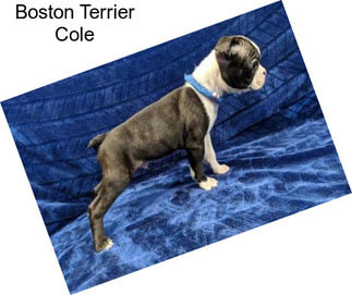 Boston Terrier Cole
