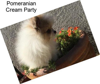 Pomeranian Cream Party