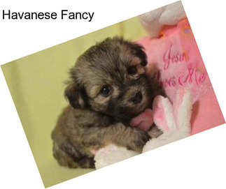 Havanese Fancy