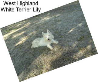 West Highland White Terrier Lily