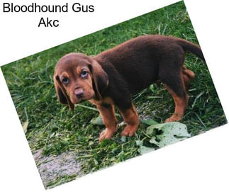 Bloodhound Gus Akc