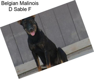 Belgian Malinois D Sable F