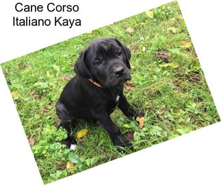 Cane Corso Italiano Kaya