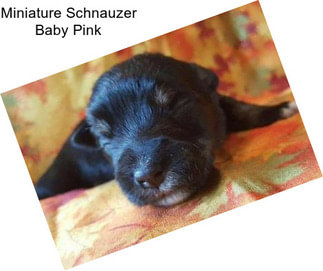 Miniature Schnauzer Baby Pink