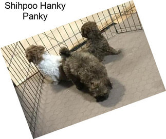 Shihpoo Hanky Panky