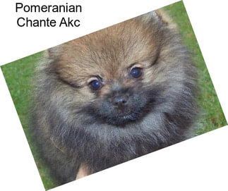 Pomeranian Chante Akc