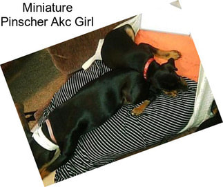 Miniature Pinscher Akc Girl