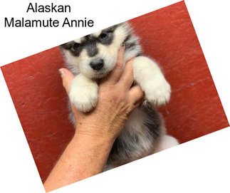 Alaskan Malamute Annie