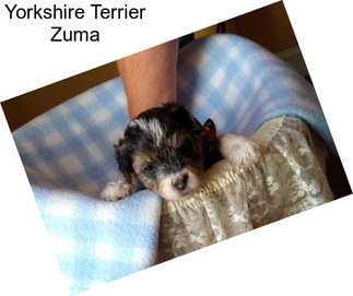 Yorkshire Terrier Zuma