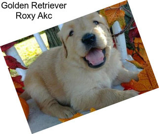 Golden Retriever Roxy Akc