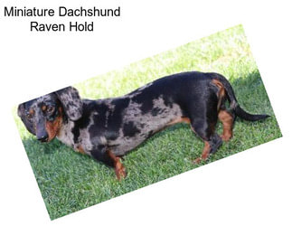 Miniature Dachshund Raven Hold