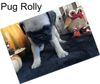 Pug Rolly