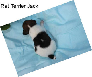 Rat Terrier Jack