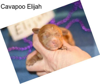 Cavapoo Elijah