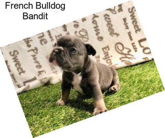 French Bulldog Bandit