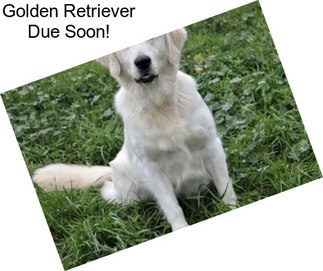 Golden Retriever Due Soon!