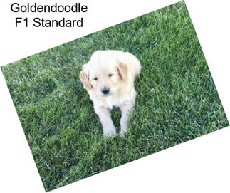 Goldendoodle F1 Standard