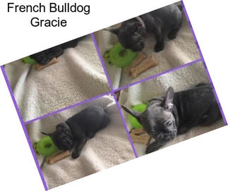 French Bulldog Gracie