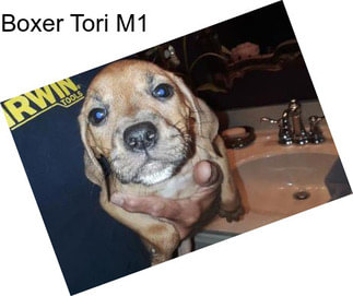 Boxer Tori M1