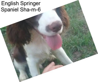 English Springer Spaniel Sha-m-6