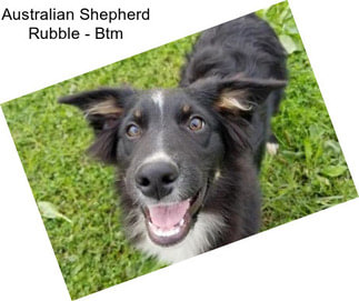 Australian Shepherd Rubble - Btm