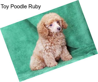 Toy Poodle Ruby